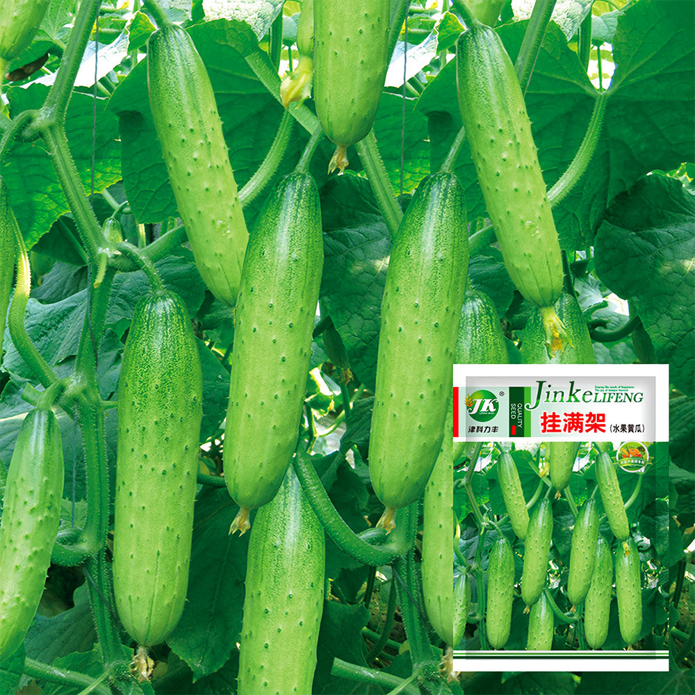 Hanging Green Cucumber Seeds