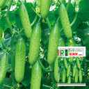 Hanging Green Cucumber Seeds