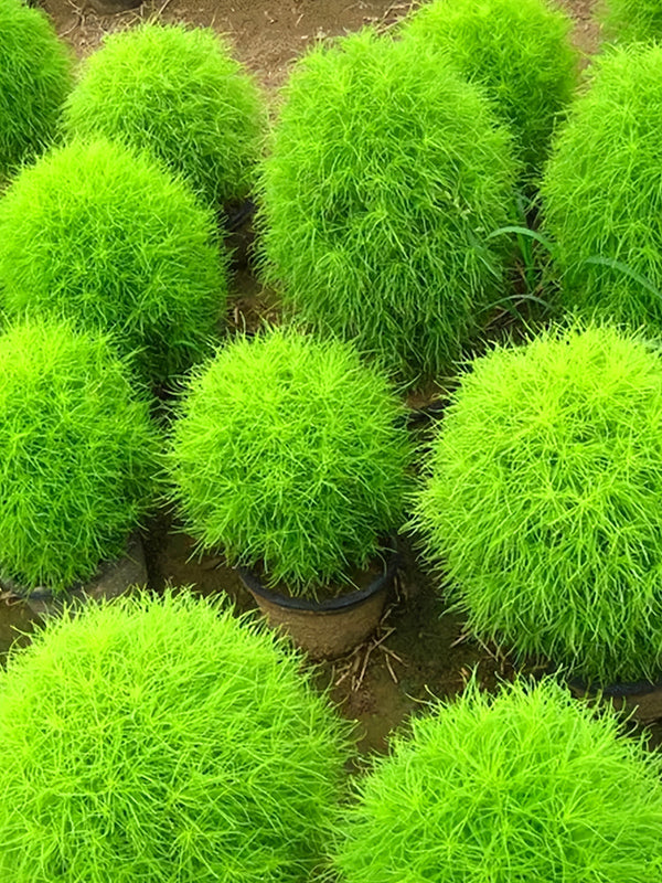 Kochia Scoparia, Green