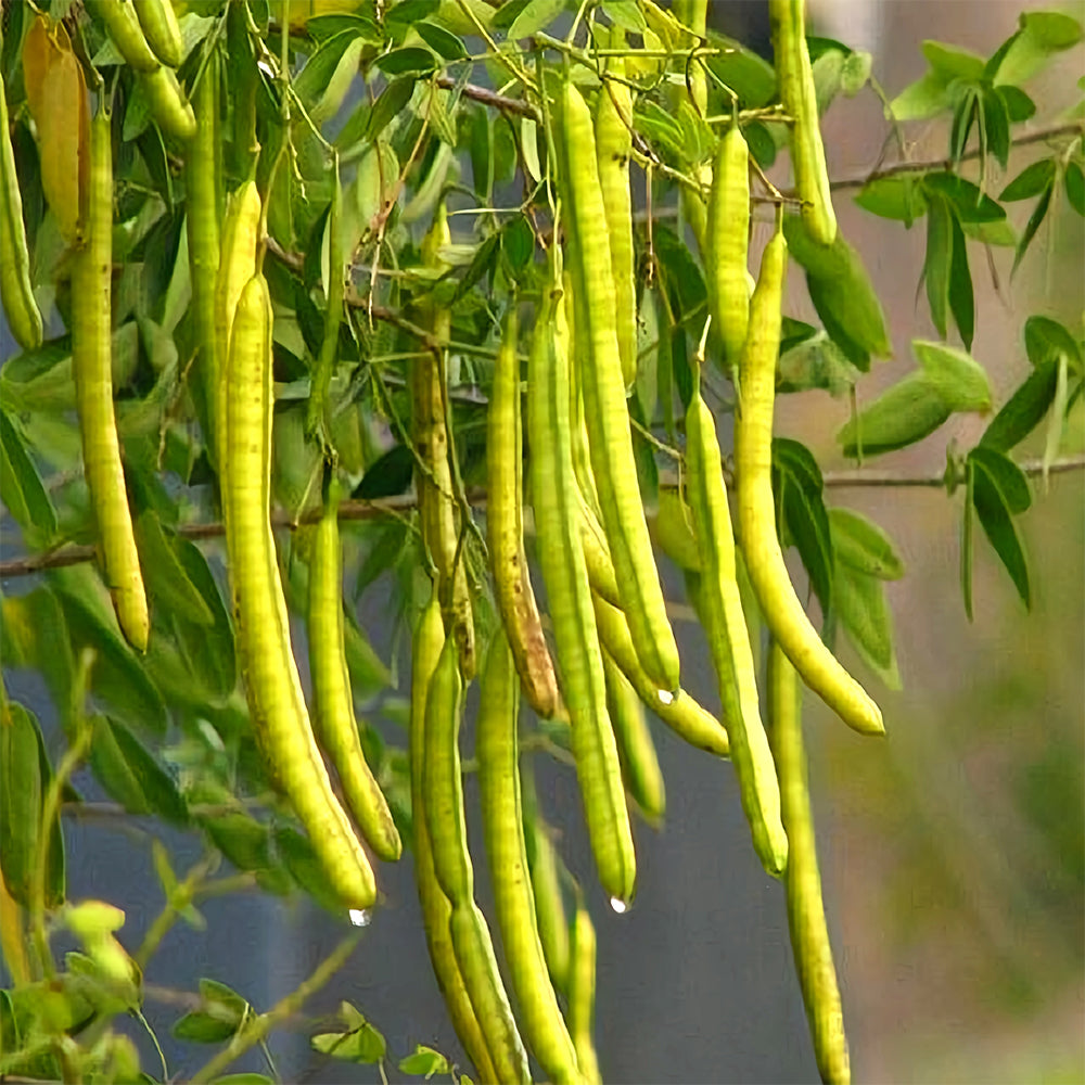 Semen cassiae Seeds