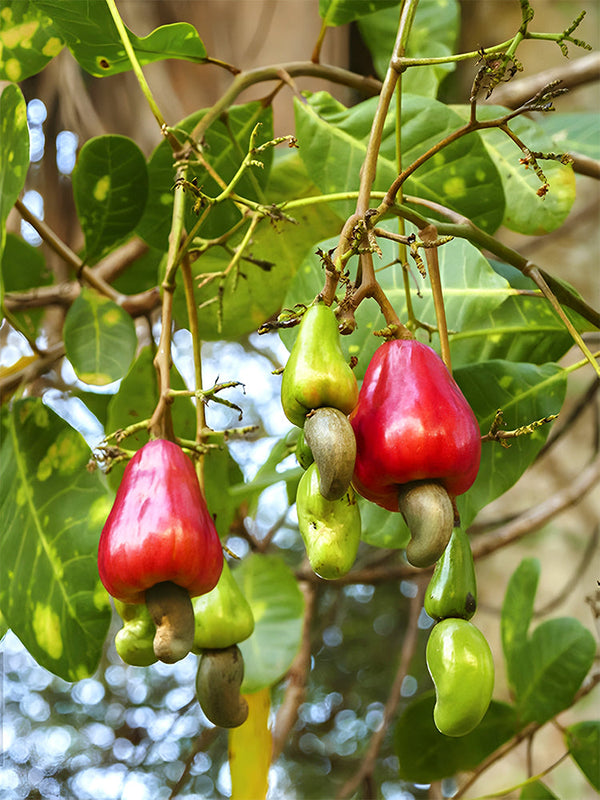 Cashew Tree Seeds, Pack of 5