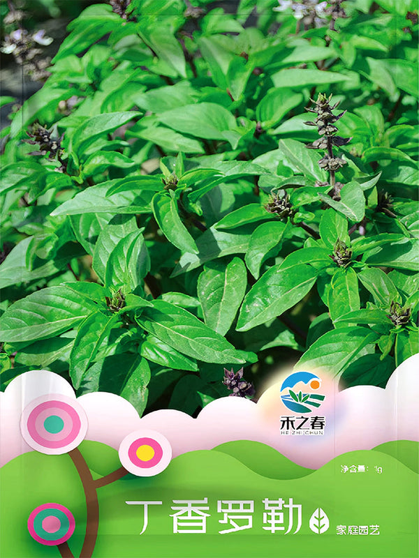 Clove Basil Seeds, Pack of 100