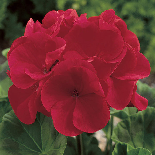 Geranium Seeds - Maverick Red F1