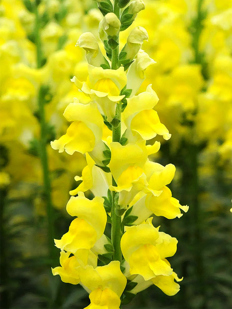 Tall Snapdragon, Yellow