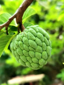 Soursop Seeds