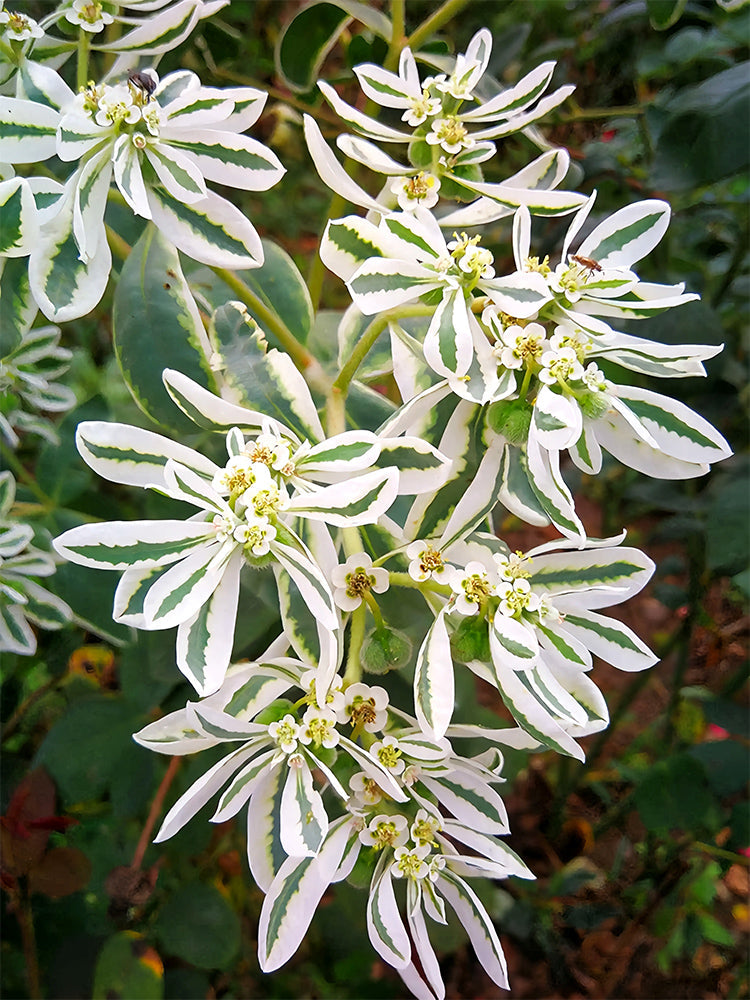 Snow-on-the-mountain