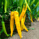 Golden Fragrant Horn Pepper Seeds, 100 Seeds