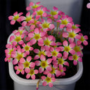 Oxalis Candy Box Series - 'Litchi', 2 Bulbs