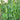 'Improved 604' Snow Pea Seeds, 30g
