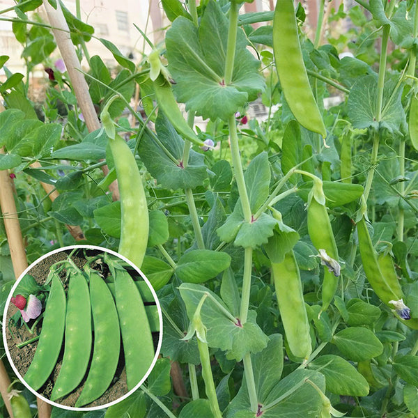 'Improved 604' Snow Pea Seeds, 30g