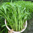 Willow Leaf Water Spinach Seeds, 10 Grams ≈ 250 Seeds