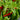 Cayenne Pepper, 20~30 Seeds
