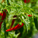Cayenne Pepper, 20~30 Seeds