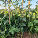 Heimei No. 1 Cowpea, 2 x (10 grams ≈ 70~80 seeds)