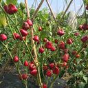 Strawberry-shaped Hot Pepper Seeds, 1g