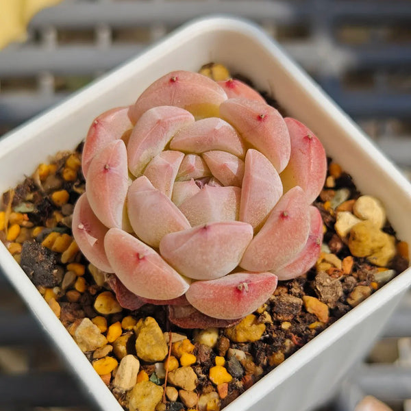 Echeveria 'Peach Pride'‌, 2pcs x 1-head
