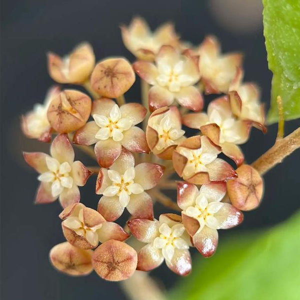 Hoya rigidifolia, 4 Cuttings