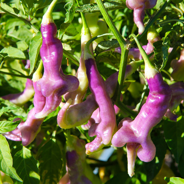 Aji Confusion Pepper Seeds, 3 Seeds