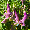 Aji Confusion Pepper Seeds, 3 Seeds