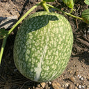 Figleaf Gourd, 50 Seeds