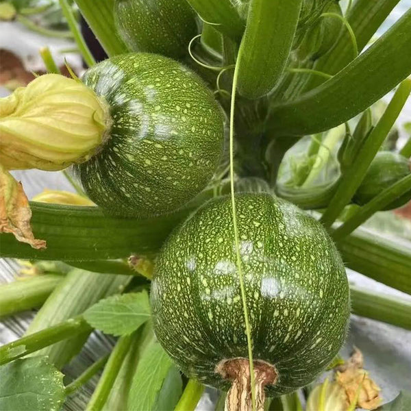 Black Pearl Round Zucchini Seeds, 10 Seeds