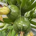 Black Pearl Round Zucchini Seeds, 10 Seeds