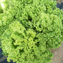 Xishuai Lollo Bionda Lettuce Seeds, 2g