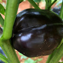 Black Fruit Sweet Pepper, 50 Seeds
