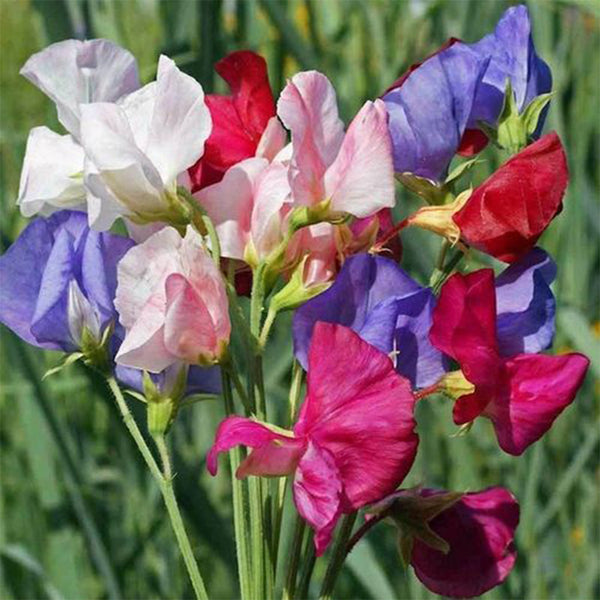 Royal Symphony' Sweet Pea Mixed Seeds, 100 Seeds