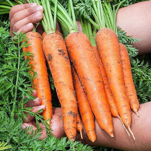 Traditional Five-Inch Carrot Seeds, 8g