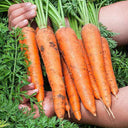 Traditional Five-Inch Carrot Seeds, 8g