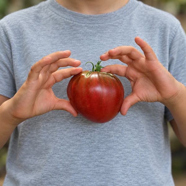 329 Black Heart of America Tomato, 5 Seeds