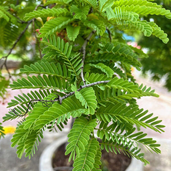 Sensitive Plant (Mimosa pudica L.) Seeds, 100 Seeds