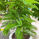 Sensitive Plant (Mimosa pudica L.) Seeds, 100 Seeds