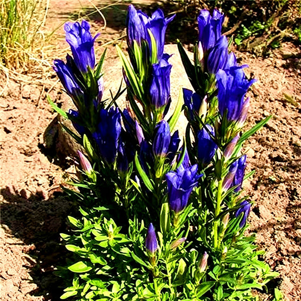 Largeleaf Gentian Qin Jiao, 200 Seeds