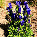 Largeleaf Gentian Qin Jiao, 200 Seeds
