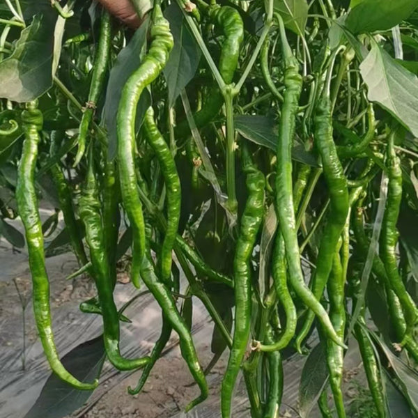 Spiral Spicy Line Pepper Seeds, 0.5g
