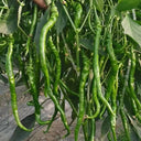 Spiral Spicy Line Pepper Seeds, 0.5g
