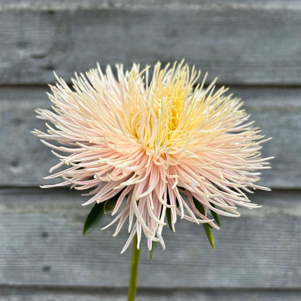 Aster 'Valkyrie Brunhilde Chamois', 10 Seeds