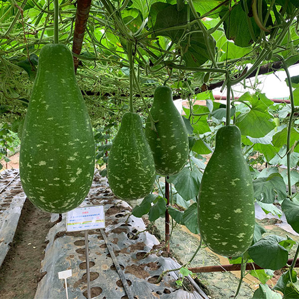 Qiangchun Duosheng Variegated Bottle Gourd Seeds, 8g