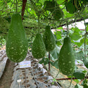 Qiangchun Duosheng Variegated Bottle Gourd Seeds, 8g