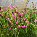 Wavyleaf Sea Lavender (Purple-red) Seeds, 200 Seeds