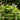 Yellow Little Cow Morning Glory, 10 Seeds