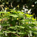 Yellow Little Cow Morning Glory, 10 Seeds