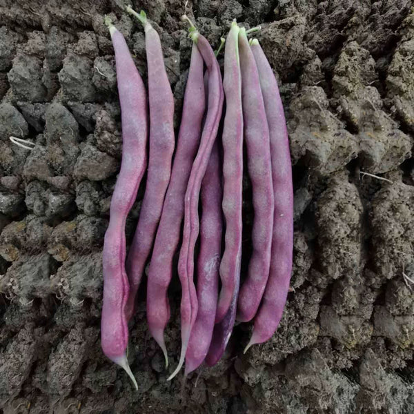 Fall Purple Kidney Bean Seeds, 10g Per Bag