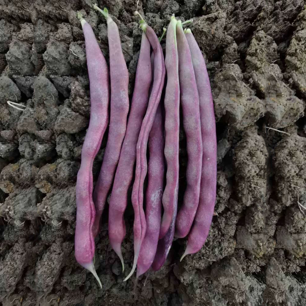 Fall Purple Kidney Bean Seeds, 10g Per Bag