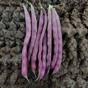 Fall Purple Kidney Bean Seeds, 10g Per Bag