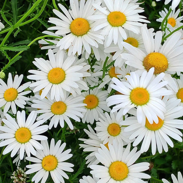 Shasta Daisy, 1g