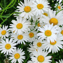 Shasta Daisy, 1g