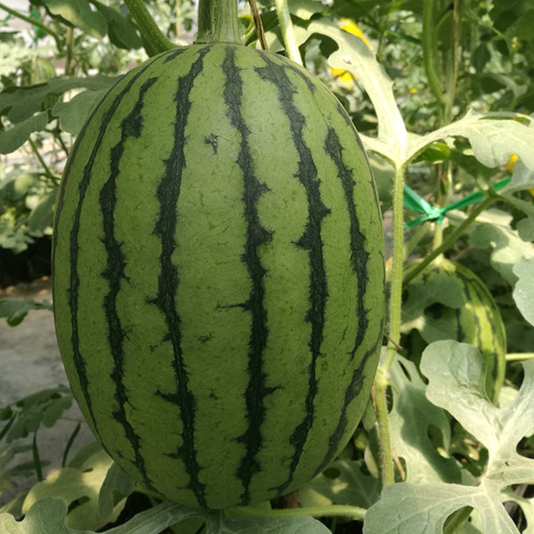 'Super Sweet 2K' Watermelon Seeds, 10 Seeds